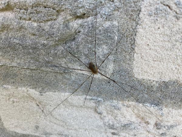 Rode hooiwagen (Opilio canestrinii)
